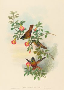 Helianthea eos Golden Star-frontlet. Skapare: John Gould, Henry Constantine Richter.