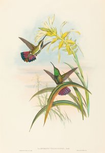 Lampornis veraguensis Veraguan Mango. Skapare: John Gould, Henry Constantine Richter.