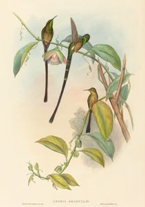 Lesbia Amaryllis. Skapare: John Gould, Henry Constantine Richter.