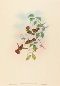 Lophornas reginae Spangled Coquette. Skapare: John Gould, Henry Constantine Richter. av John Gould and Henry Constantine Richter John Gould and Henry Constantine Richter