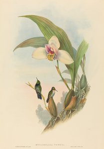 Myiabeillia typica Abeilles kolibri. Skapare: John Gould, Henry Constantine Richter.