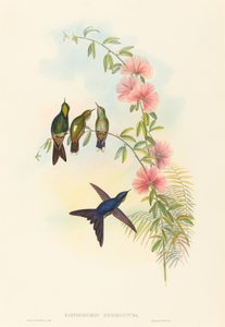 Ramphomicron microrhyncha Smånäbbad taggnäbb. Skapare: John Gould, Henry Constantine Richter.