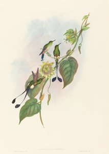 Spathura underwoodi White-footed Racket-Tail. Skapare: John Gould, Henry Constantine Richter. av John Gould and Henry Constantine Richter John Gould and Henry Constantine Richter
