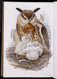 A Great Owl and Chicks, från "The Birds of Europe", publicerad 1832-37 av John Gould