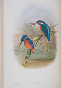 Alcedo Ispida, tallrik från The Birds of Great Britain av John Gould, publicerad 1862-73 (handfärgad lito) av John Gould