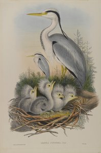 Ardea Cinerea - Heron av John Gould