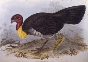 Australiensisk brush-turkey (Alectura lathami), gravyr av John Gould av John Gould