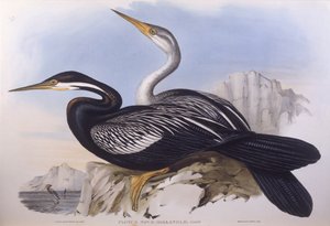 Australisk darter (Anhinga novaehollandiae), Gravyr av John Gould av John Gould