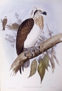 Australisk fiskgjuse (Pandion haliaetus cristatus), gravyr av John Gould av John Gould