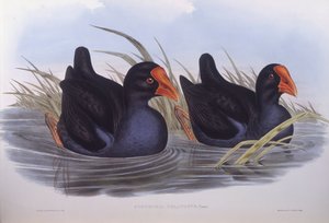 Australisk träskfisk (Porphyrio melanotus), gravyr av John Gould av John Gould