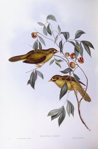 Bell miner (Manorina melanophrys), Gravyr av John Gould av John Gould