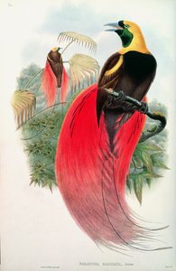 Paradisfågel, graverad av T. Walter av John Gould