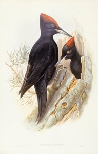 Svart hackspett (Dryocopus martius), Gravyr av John Gould av John Gould