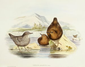 Brun dopp (Cinclus pallasii), Gravyr av John Gould av John Gould