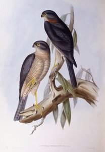 Brun dopp (Cinclus pallasii), Gravyr av John Gould av John Gould