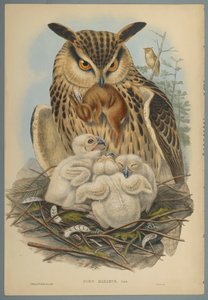 Bubo Maximus: Uggla (färg litho på vävt papper) av John Gould