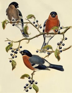 Domherre (Pyrrhula pyrrhula), gravyr av John Gould (1804-1881). Storbritannien av John Gould