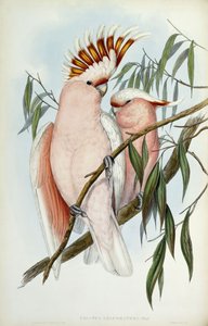 Kakadua Leadbeateri, 1848-1869