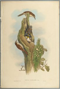 Certhia Familiaris - Tree Creeper (färg litho på vävt papper) av John Gould