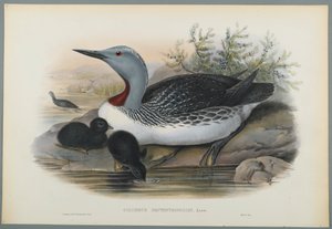Colymbus Septentrionalis: Red Throated Diver (färg litho på vävt papper) av John Gould