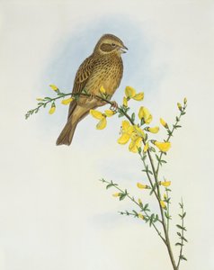 Majsspurv (Miliaria o Emberiza calandra), Gravyr av John Gould av John Gould
