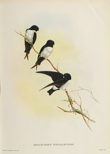 Delichon nipalensis, från "Ett århundrade av fåglar från Himalayabergen", 1830-32 av John Gould