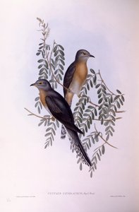 Solfjädergök (Cacomantis flabelliformis), Gravyr av John Gould av John Gould
