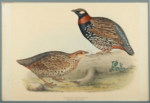 Francolinus Vulgaris (Briss): Europeisk Francolin (färg litho på vävt papper) av John Gould