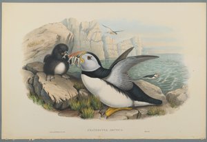 Fratercula Arctica: Puffin (färg litho på vävt papper) av John Gould