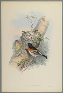 Fringilla Montifringilla - Bramblefinsh (färg litho på vävt papper) av John Gould