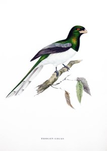 Giant Trogon, fågel från Indien, gravyr från boken av John Gould (1804-1881) "Tropical Birds" av John Gould