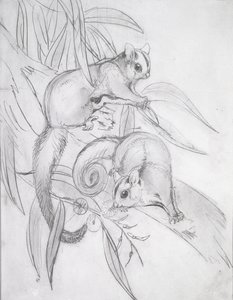 Gliding Possums (penna) av John Gould