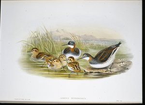 Blank Ibis (Falcinellus Igneus) (handfärgad litho) av John Gould