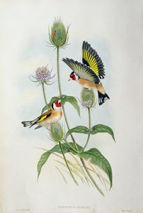 Goldfinch (Carduelis Elegans) (handfärgad litho)