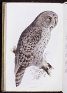 Great Cinereous Owl, från "The Birds of Great Britain", publicerad London, 1862-73 av John Gould