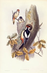 Stor hackspett (Dendrocopos major), Gravyr av John Gould av John Gould