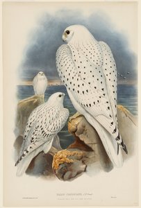 Grönlandsfalk av John Gould