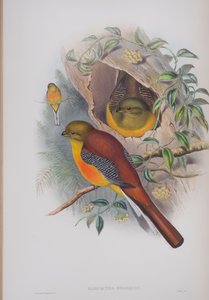 Harpactes Oreskios, tallrik från The Birds of Great Britain av John Gould, publicerad 1862-73 (handfärgad litho) av John Gould