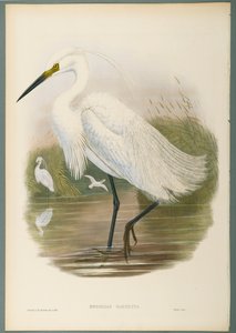 Herodias Garzetta - Little Egret (färg litho på vävt papper) av John Gould