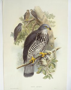 Honungsvråk (Pernis apivorus), illustration av John Gould