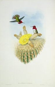 Hummingbird, graverad av Walter och Cohen av John Gould