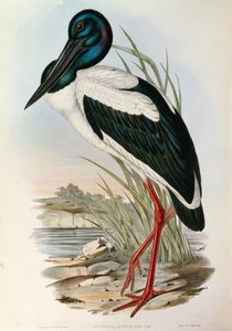 Illustration från John Goulds "The Birds of Australia" som representerar den svarthalsade storken Ephippiorhynchus asiaticus, av John Gould