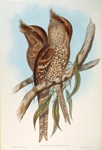 Illustration från John Goulds "The Birds of Australia" som representerar Tawny Frogmouth Podargus strigoides, av Oscar Dressler av John Gould