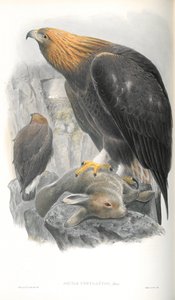 Illustration av Aquila Chrysaetos (Golden Eagle) av John Gould