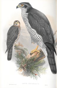 Illustration av Astur Palumbarius (Goshawk) av John Gould