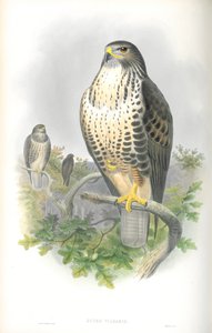 Illustration av Buteo Vulgaris (Vråkvråk) av John Gould
