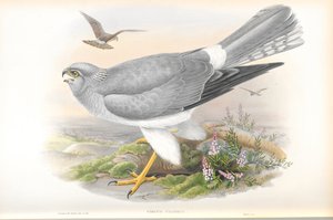 Illustration av Circus Cyaneus (Hen Harrier) av John Gould