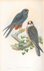 Illustration av Erythropus Vespertinus (Hobby med orange ben) av John Gould