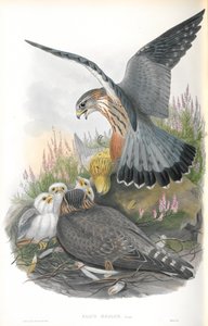Illustration av Falco Aesalon (Merlin) av John Gould