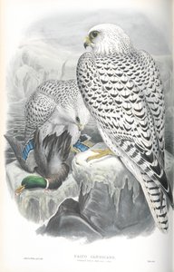 Illustration av Falco Candicans (Grönland Falcon Dark Race) av John Gould